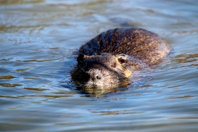 Ein Nutria schwimmt im Wasser 