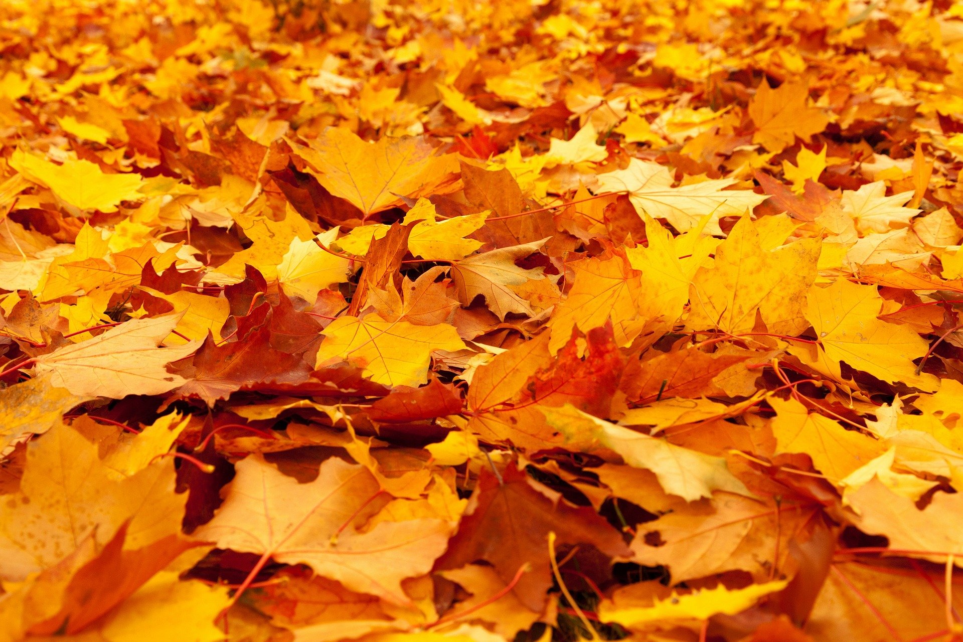 Goldendes Herbstlaub